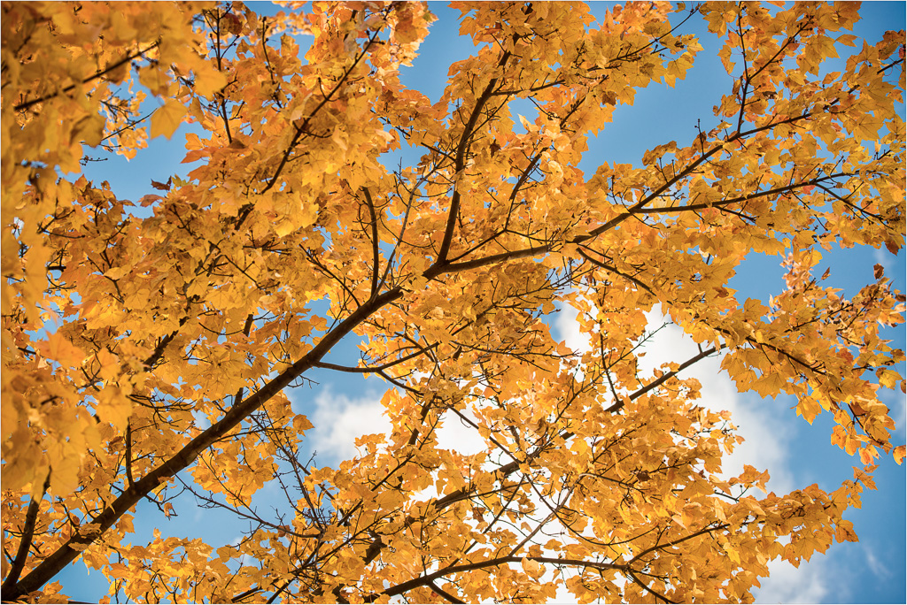 The-Sky-Filtered-Through-Golden-Leaves.jpg