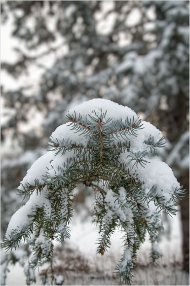 Snow-Blanket.jpg