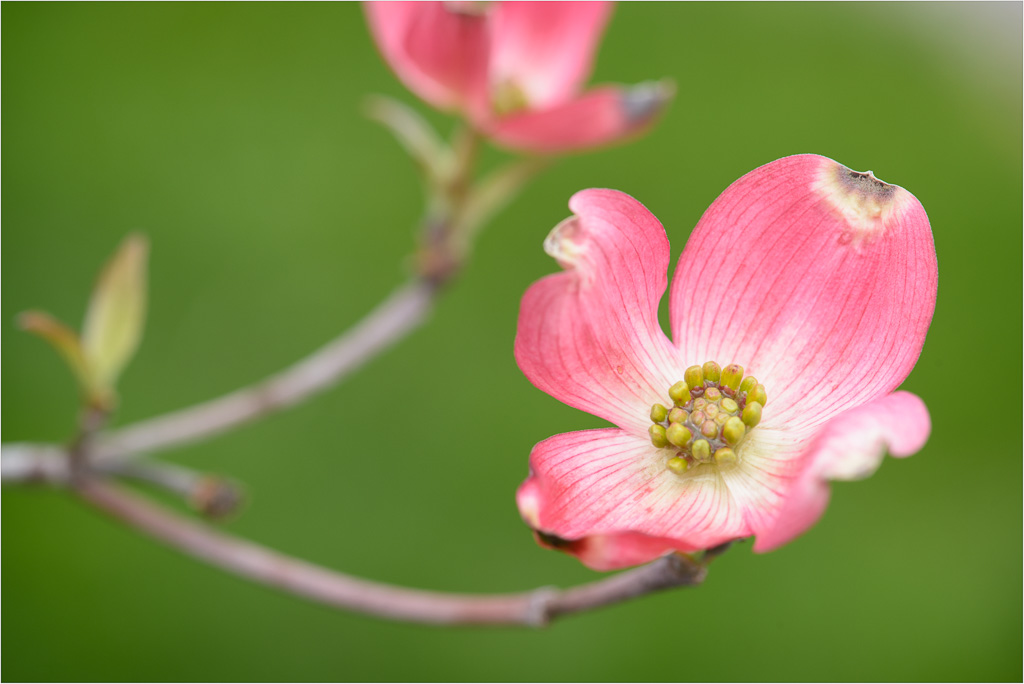 A-Blossoming-Beauty-Holding-A-Raindrop.jpg