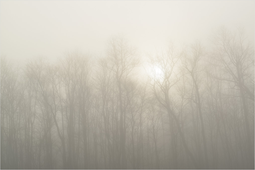 A-Spring-Morning-Fog.jpg