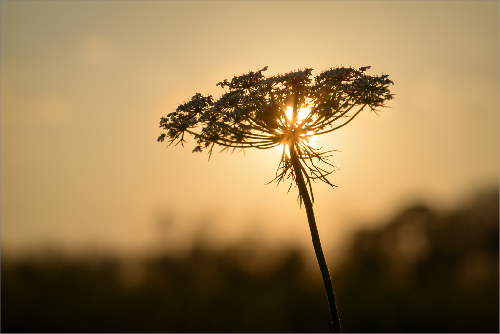 Against-The-Autumn-Sunset.jpg