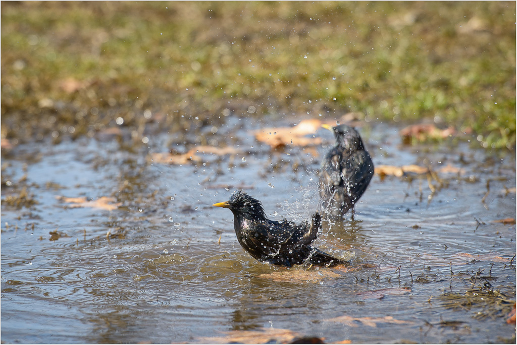 Bath-Time-For-D.C.-Residents.jpg