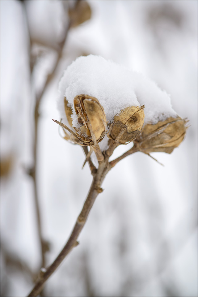 Covered-In-White.jpg