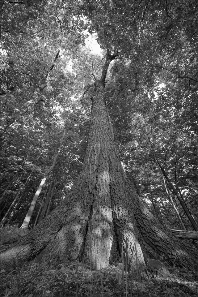 Forest-Floor-To-Firmament.jpg