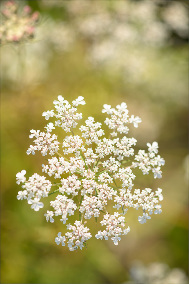 Light-And-Lace.jpg