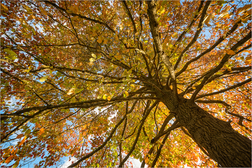 Looking-Up-To-Fall.jpg