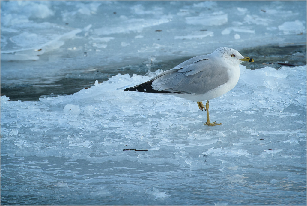 One-Cold-Foot-At-A-Time.jpg