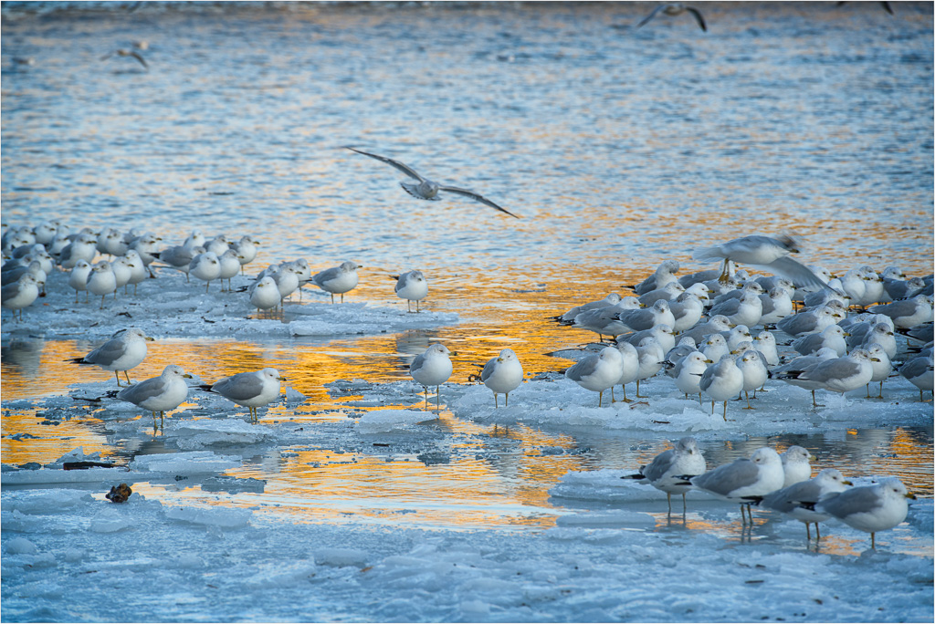 Resting-Near-Golden-Waters.jpg