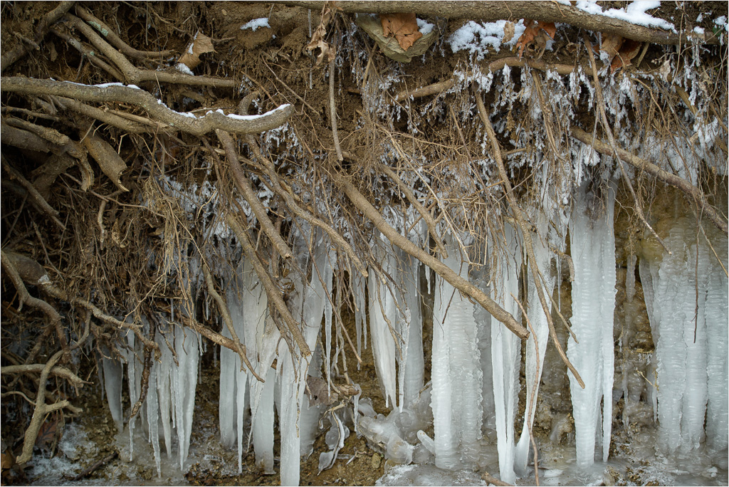 Roots-And-Ice.jpg