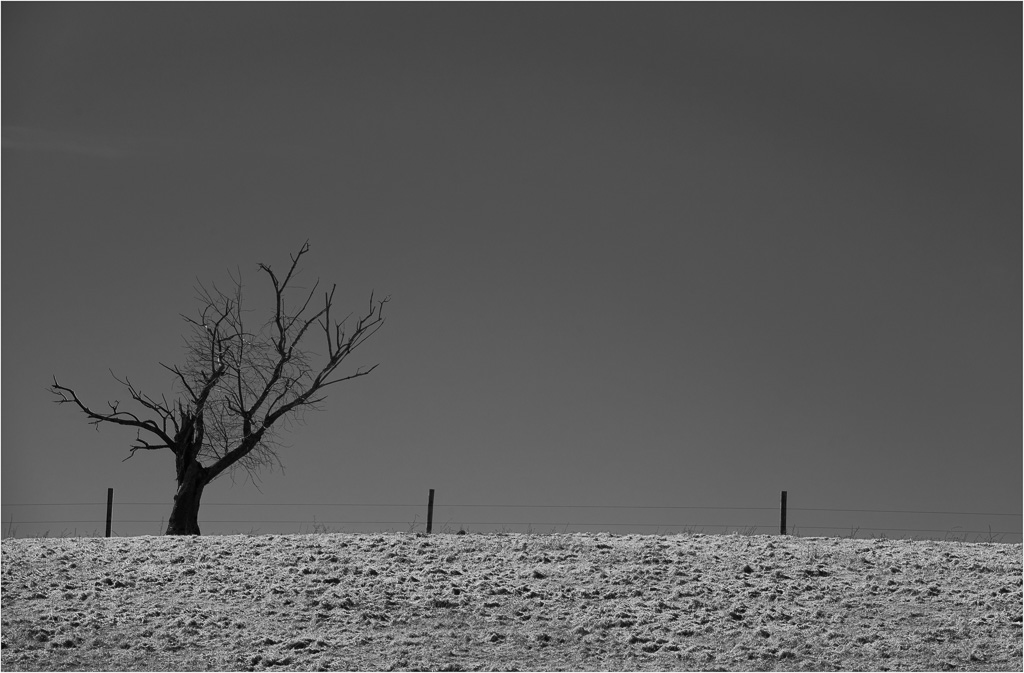 Stark-Branches-Against-A-Deep-Blue-Sky.jpg