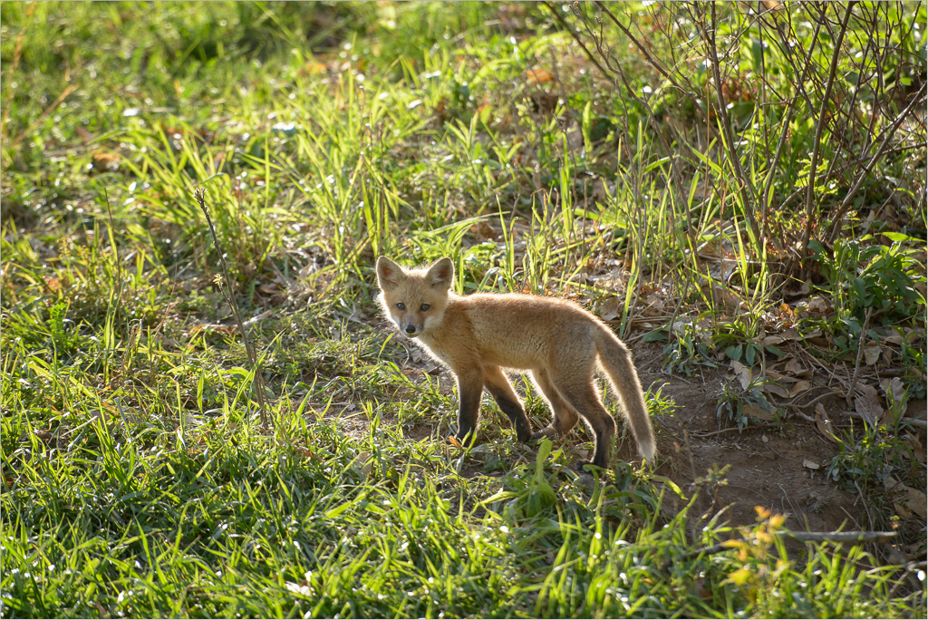 The-Curious-Fox.jpg