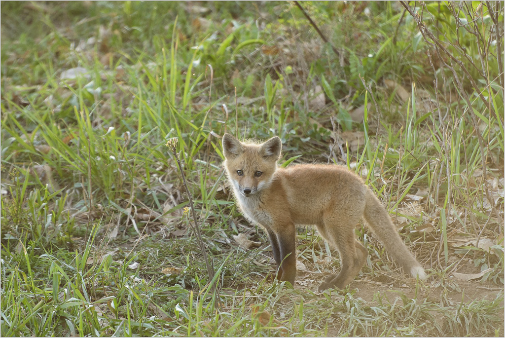 The-Little-One-With-The-Fuzzy-Face.jpg