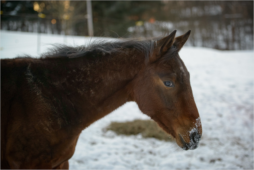 The-Pony-With-The-Wild-Mane.jpg