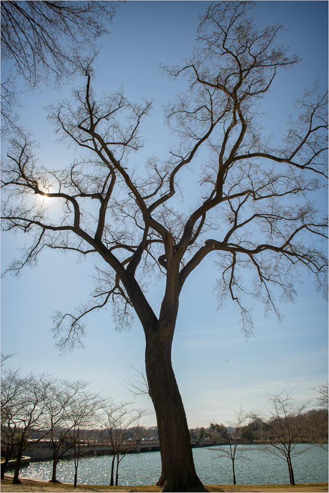 The-Tree-Near-The-Tidal-Basin.jpg