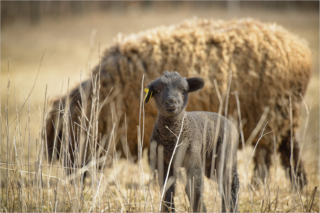 Who-Are-Ewe-Looking-At.jpg