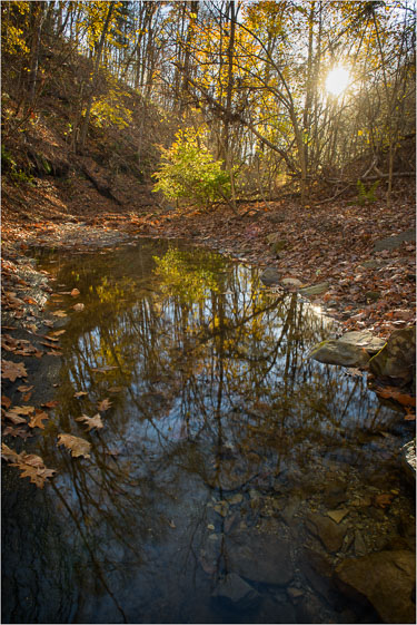 A-Sunny-November-Day-In-The-Woods.jpg