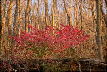 Crimson-And-Sunset.jpg