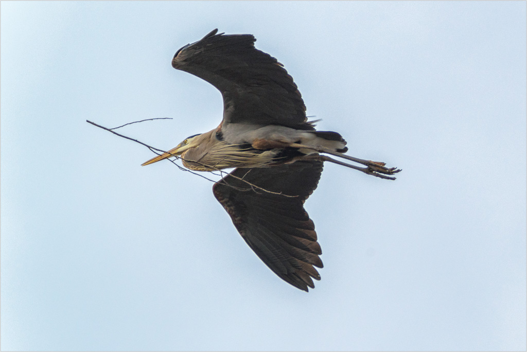 Construction-Heron.jpg