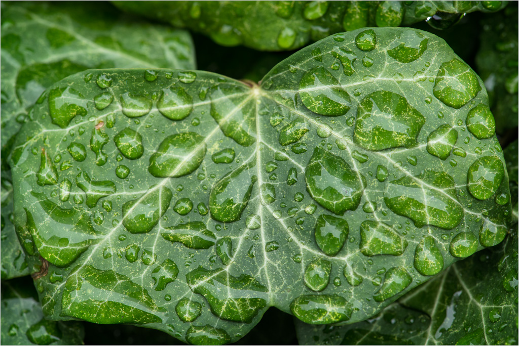 Drops-On-Green.jpg