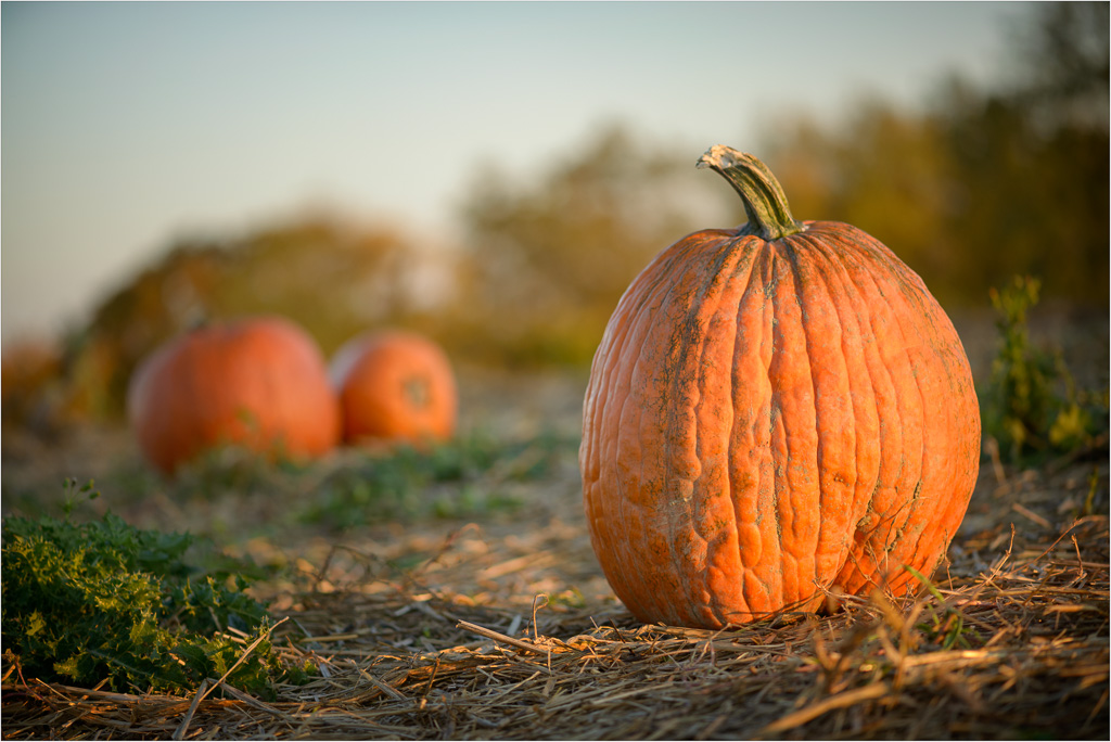 Great-Orange-Gourd.jpg