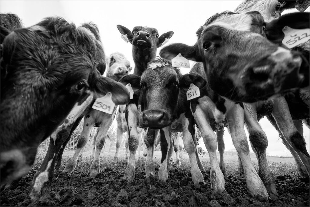 Lowdown-With-The-Moo-Crew-BW.jpg