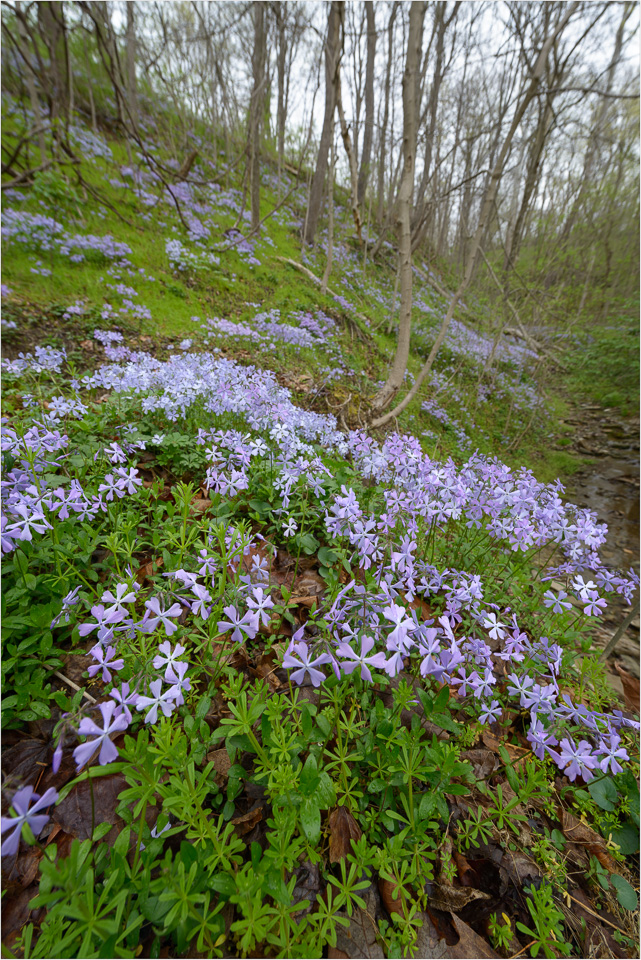 Patches-Of-Purple.jpg