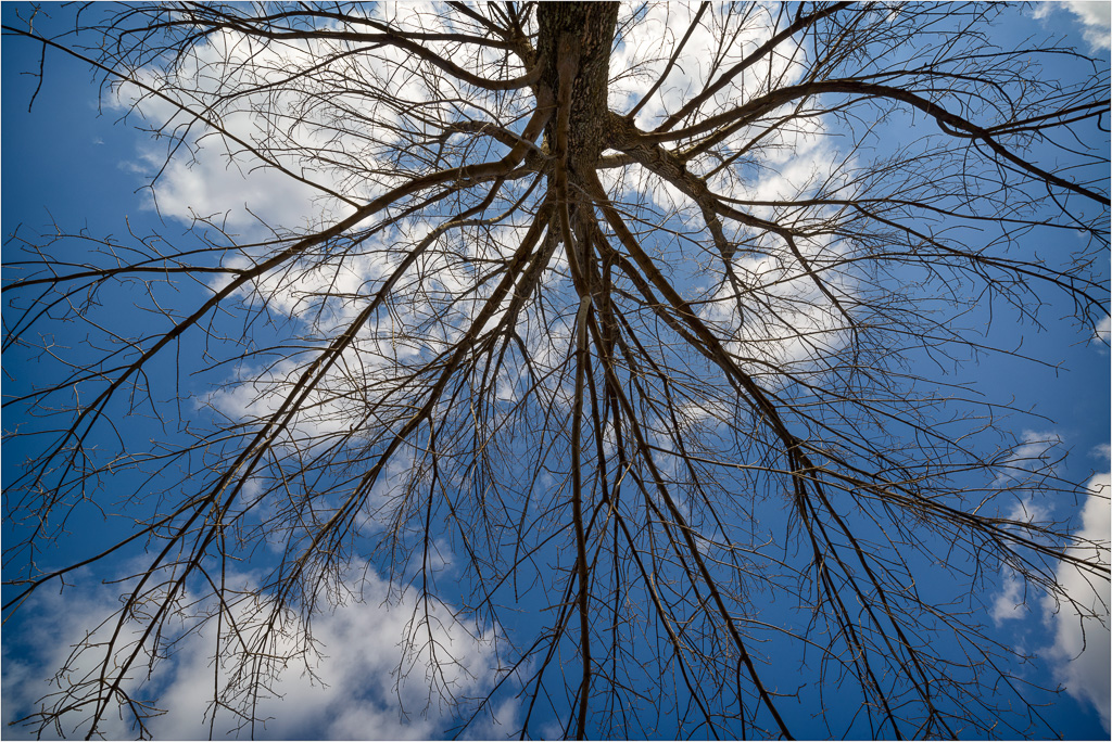 Roots-From-Above.jpg