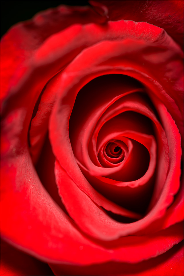 Rose-Spiral.jpg