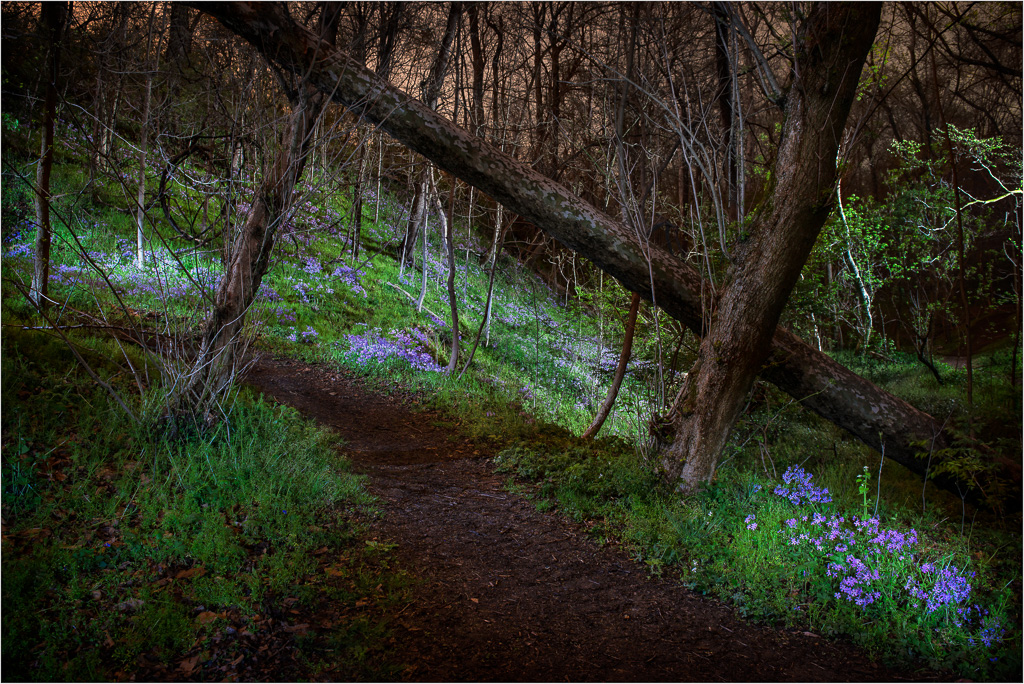 The-Light-Painted-Forest.jpg