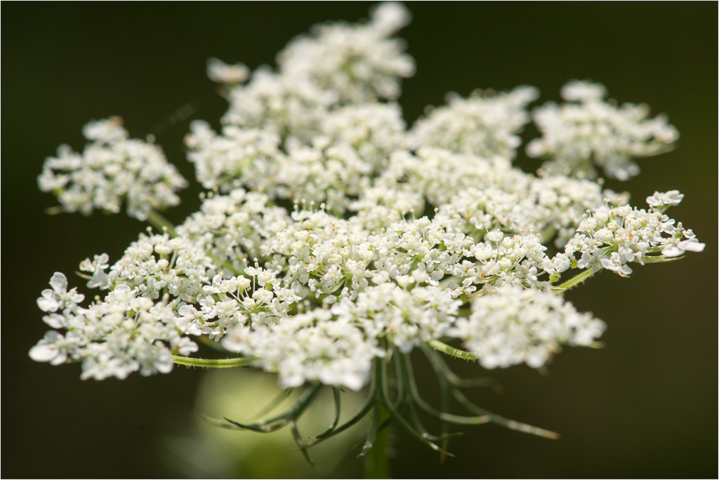 The-Queen-Of-Lace.jpg