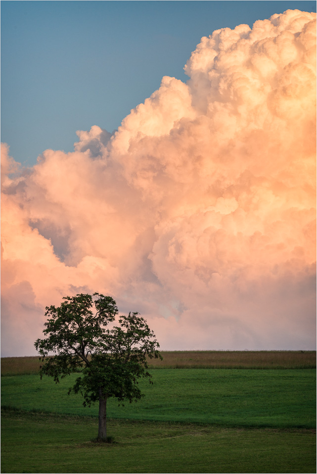 The-Tree-And-The-Sun-Kissed-Cloud.jpg