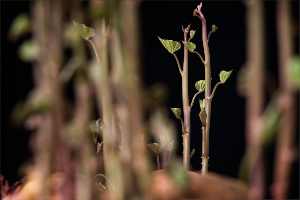 Through-The-Sweet-Potato-Forest.jpg