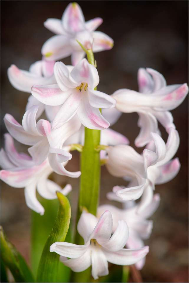 Tipped-In-Pink.jpg