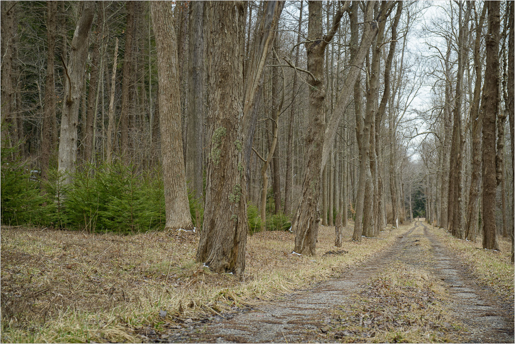 Tree-Lined-Path.jpg