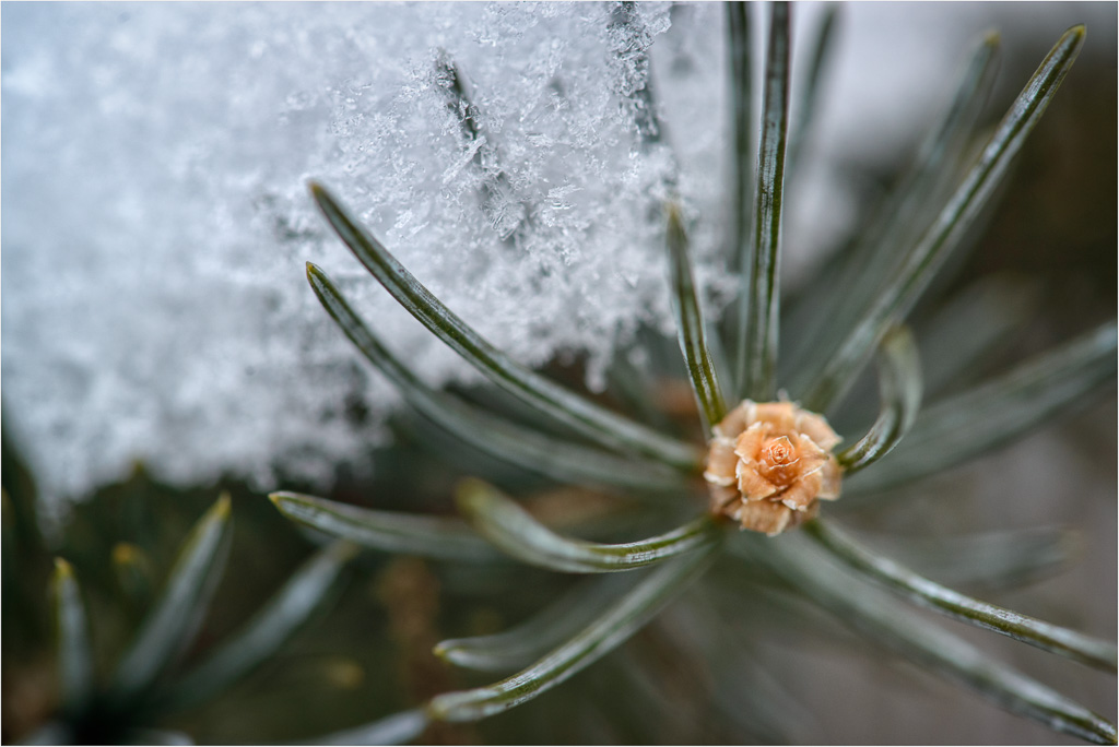 Up-Close-With-The-Pine-Branch.jpg