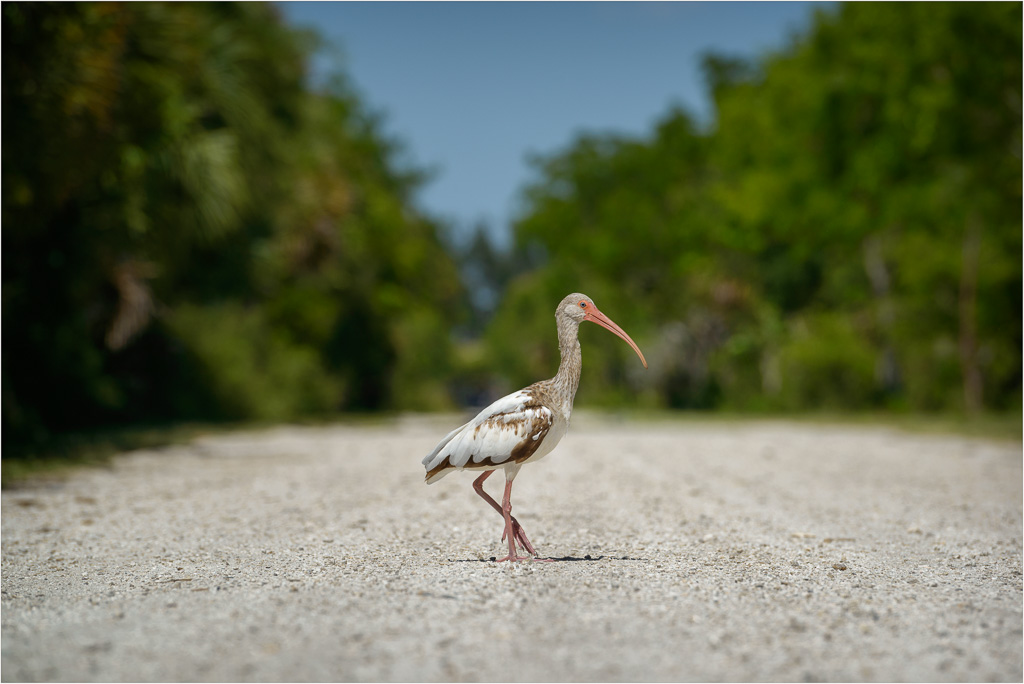 Why-Did-The-Ibis-Cross-The-Road.jpg