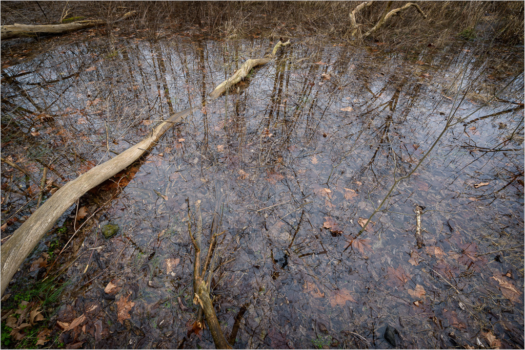 Woodland-Reflecting-Pool.jpg