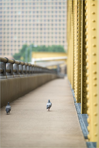 The-Avian-Commute.jpg