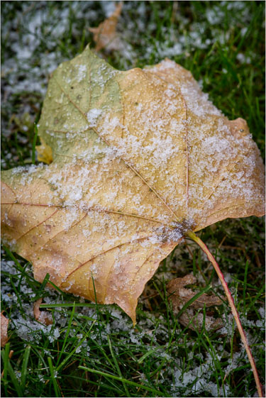 The-Seasons-First-Flakes.jpg