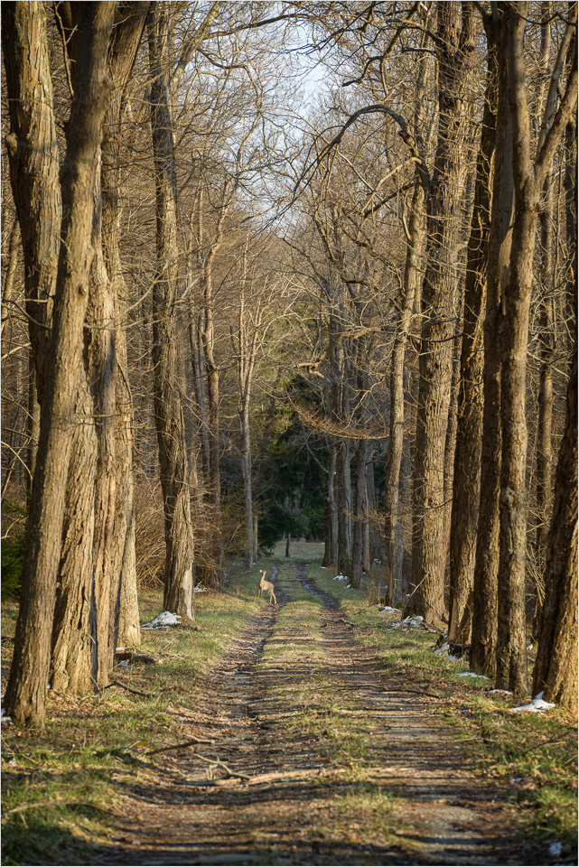 Inquisitive-On-The-Golden-Path.jpg