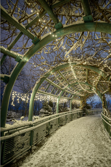 The-Illuminated-Snowy-Path.jpg