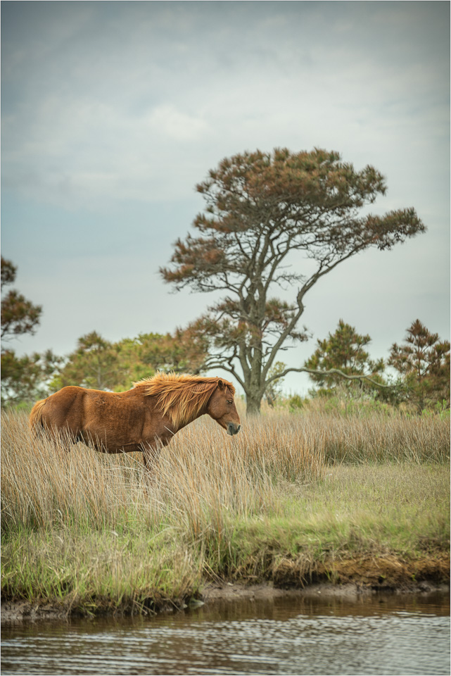 Assateague-Zen.jpg