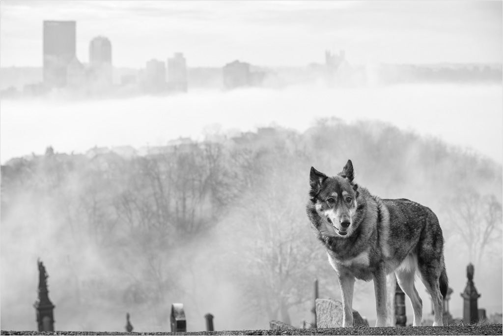 The-Wolf-Of-Steeltown.jpg