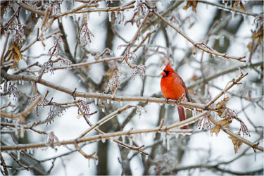 Cardinal-On-Ice.jpg