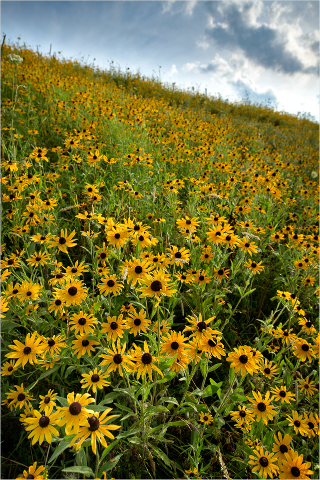 Among-The-Wildflowers.jpg