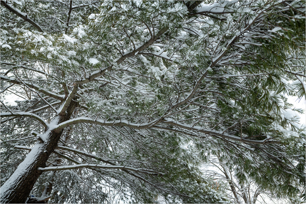 Blanketed-In-White.jpg