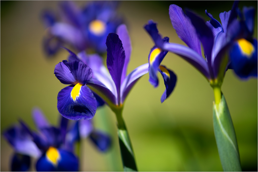 Bursts-Of-Purples-And-Blues.jpg