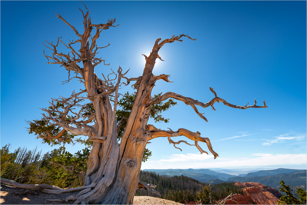 Elder-Bristlecone.jpg