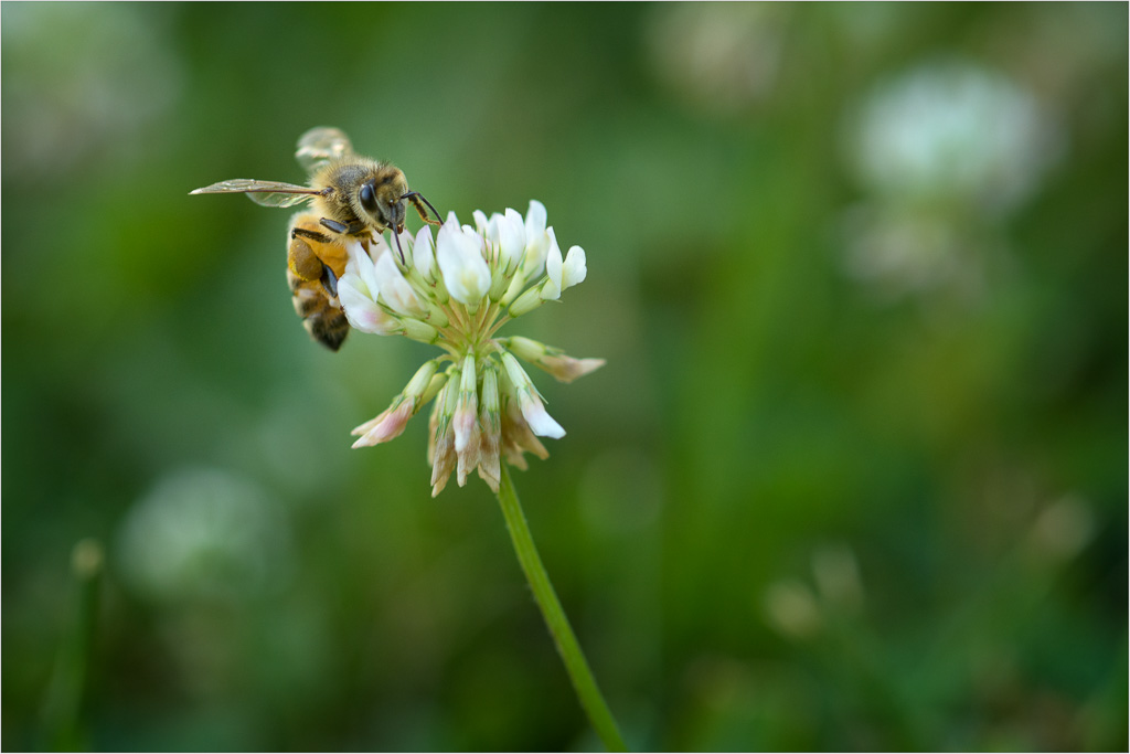 Get-Your-Pollen-On.jpg