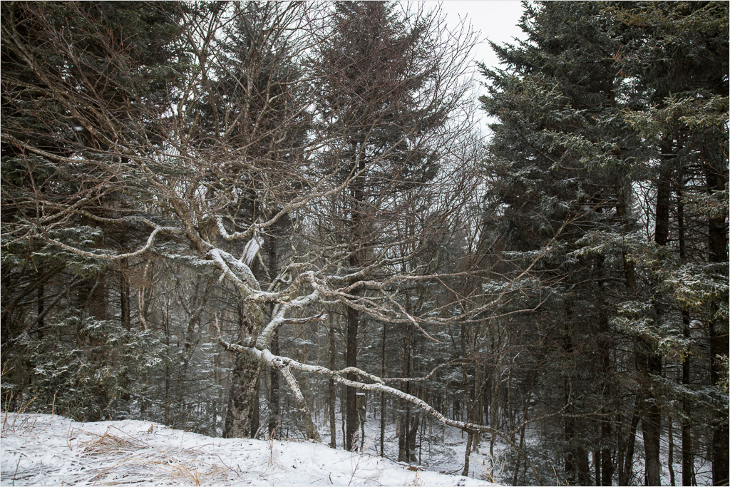 Gnarled-Amongst-The-Pines.jpg